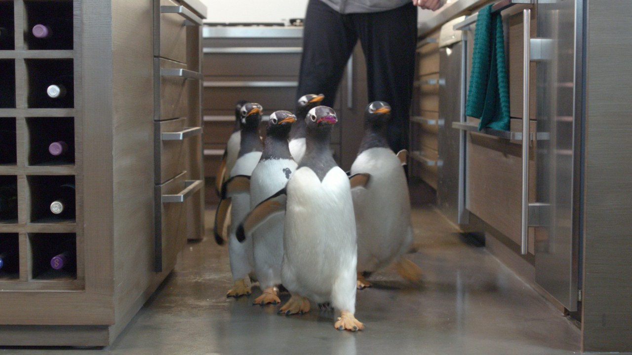 Mr. Poppers Pinguine - Bild 6