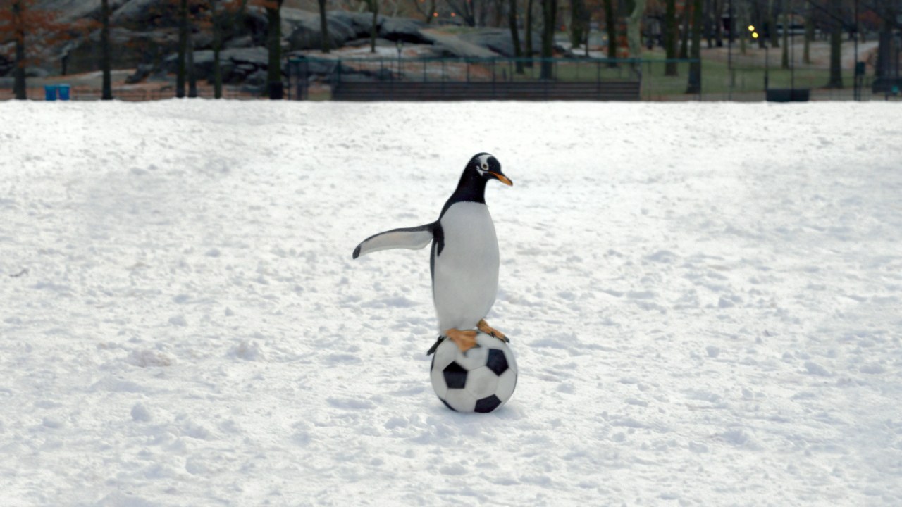 Mr. Poppers Pinguine - Bild 7