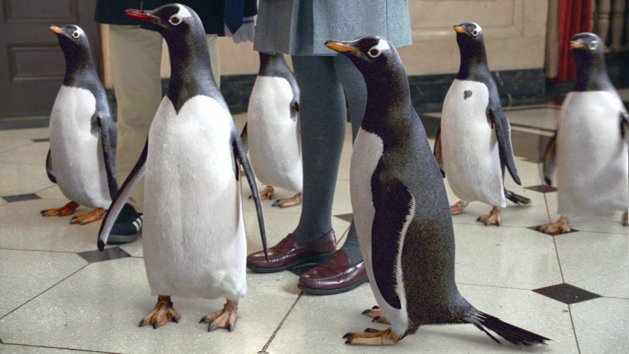 Mr. Poppers Pinguine - Bild 8