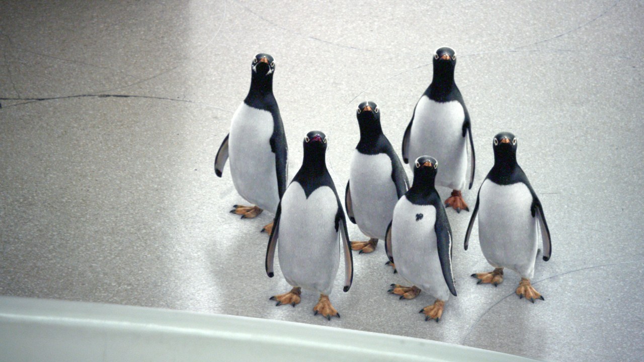 Mr. Poppers Pinguine - Bild 11