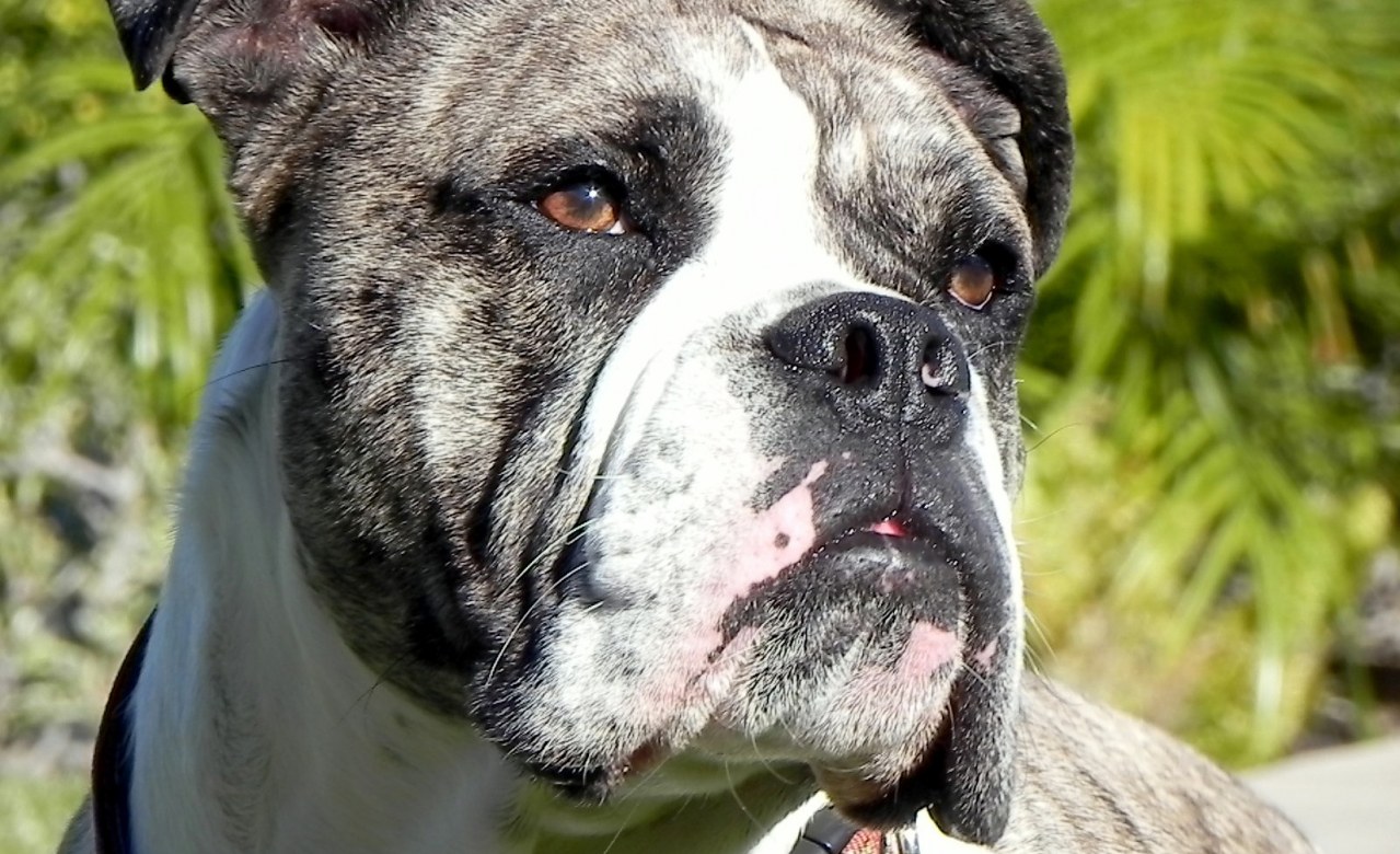 My Dog's Christmas Miracle - Bild 1