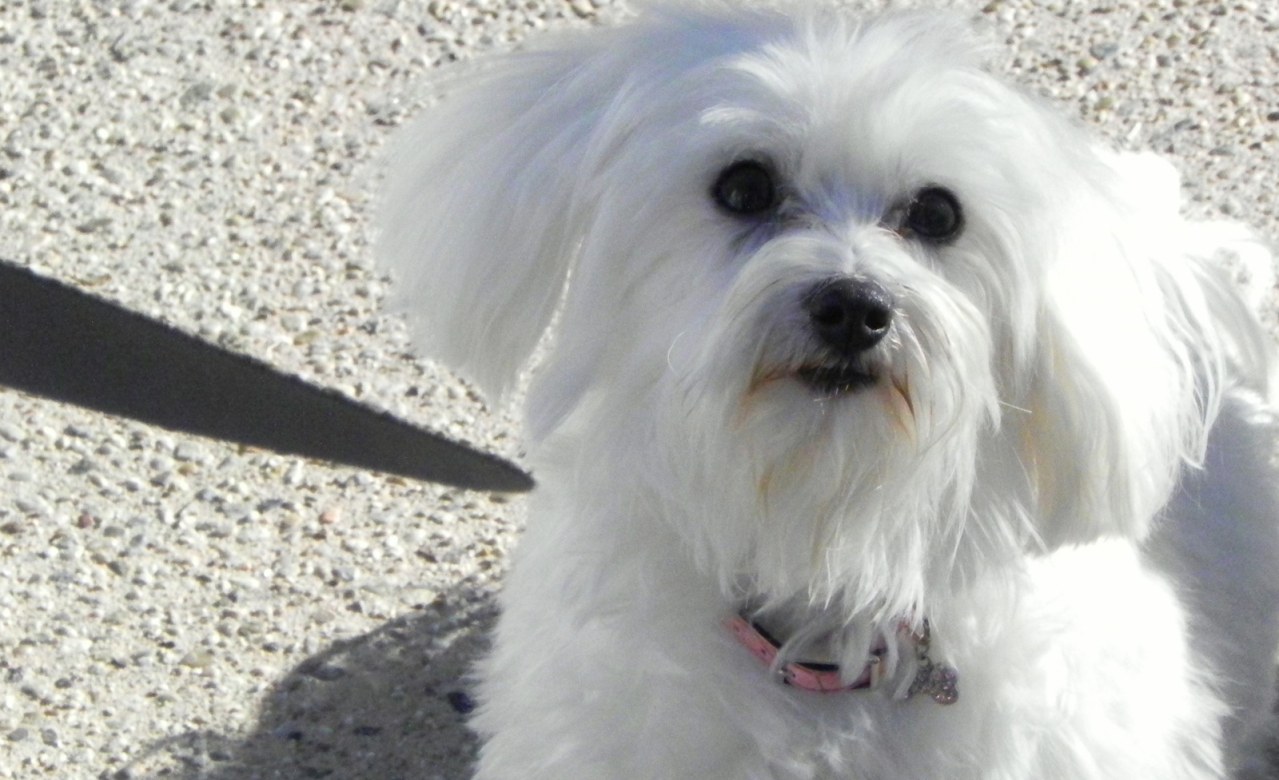 My Dog's Christmas Miracle - Bild 3