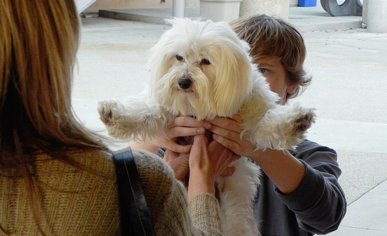 My Dog's Christmas Miracle - Bild 6
