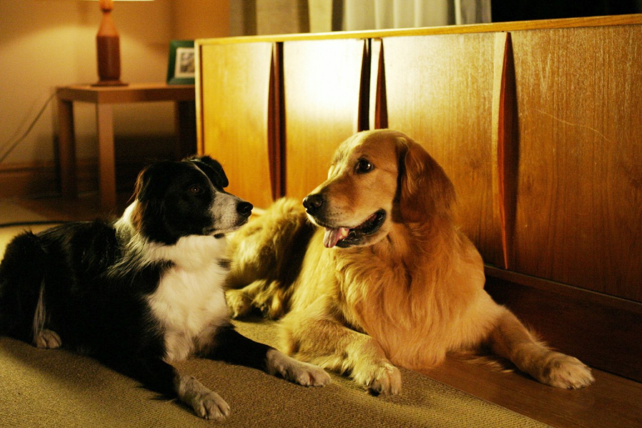Reicher Hund mit Herz - Bild 9