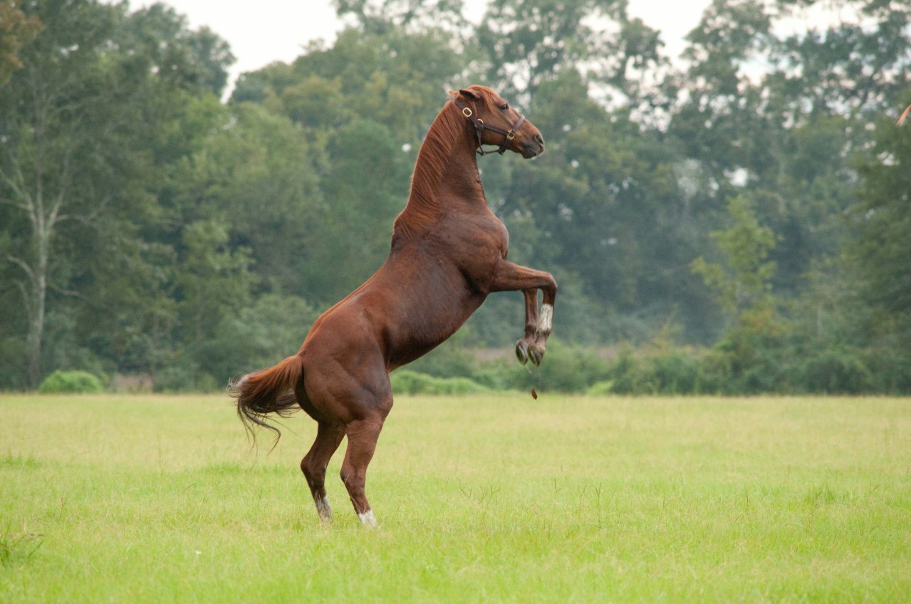 Secretariat - Ein Pferd wird zur Legende - Bild 13