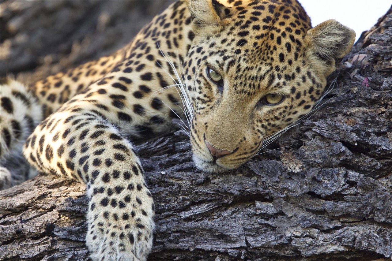 Sehnsucht Afrika - Auf Safari in Tansania, Botswana, Kenia, Namibia und Zimbabwe - Bild 5