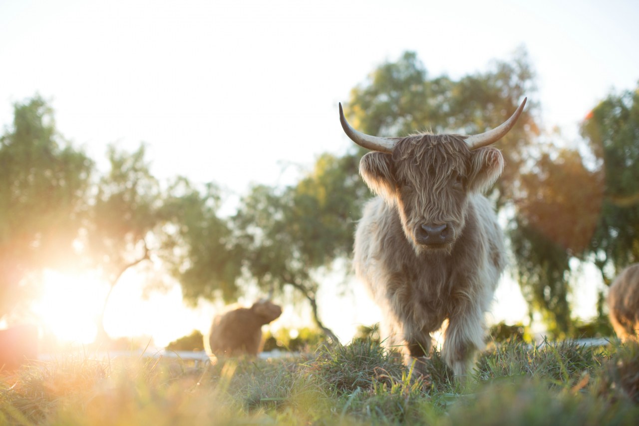 Unsere große kleine Farm - Bild 1