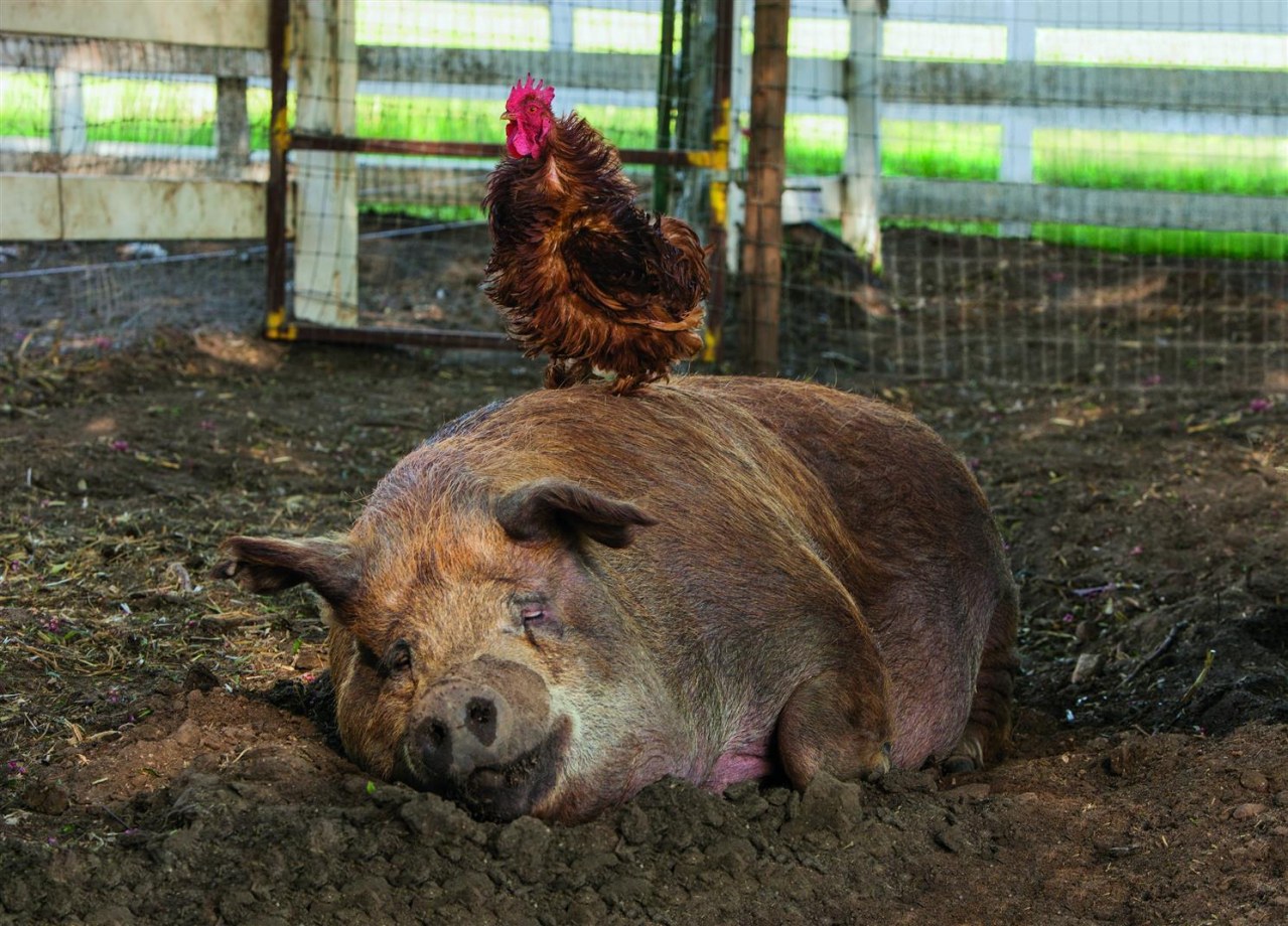 Unsere große kleine Farm - Bild 2