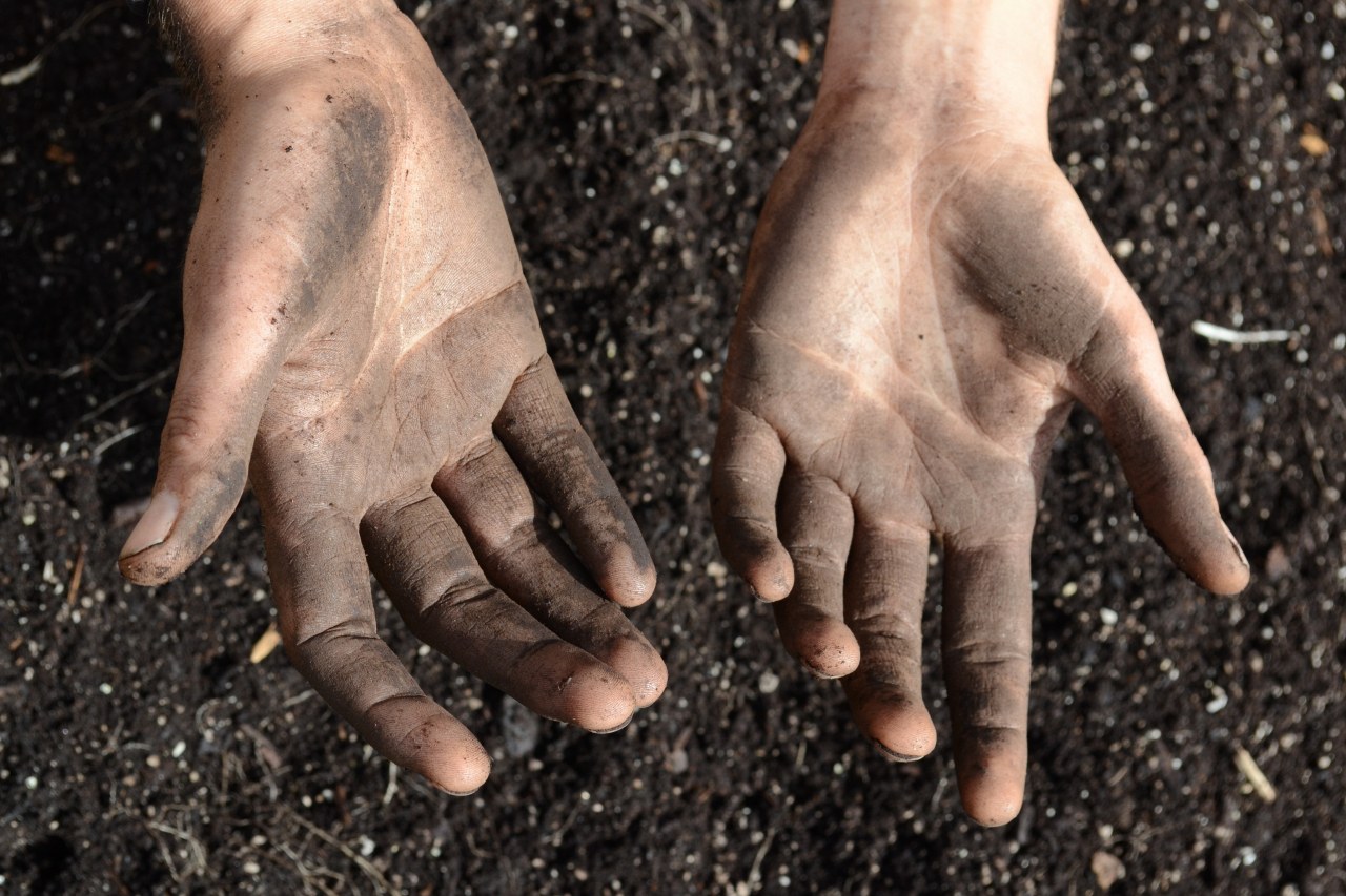 Wild Plants - Bild 1