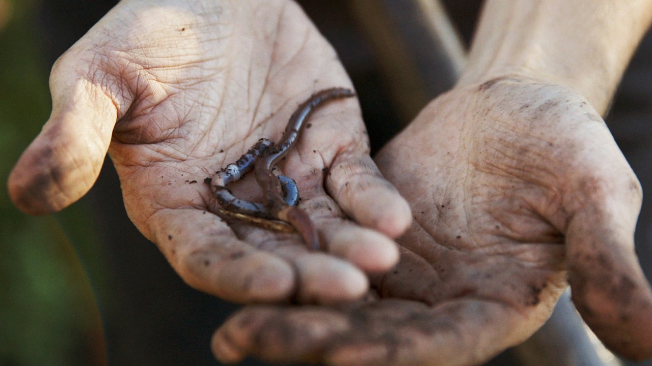 Wild Plants - Bild 2