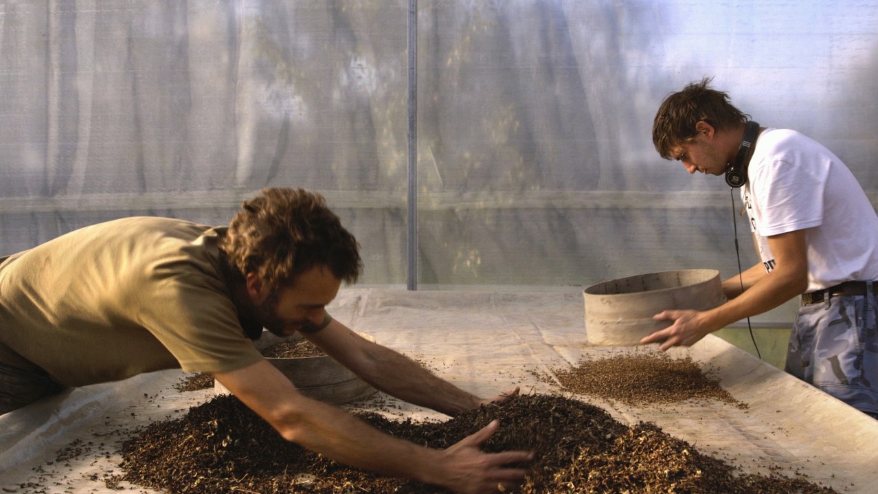 Wild Plants - Bild 4