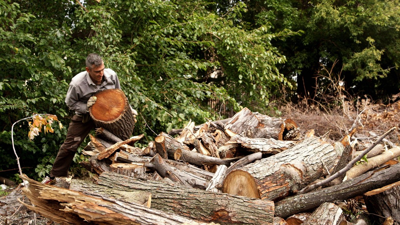 Wild Plants - Bild 6