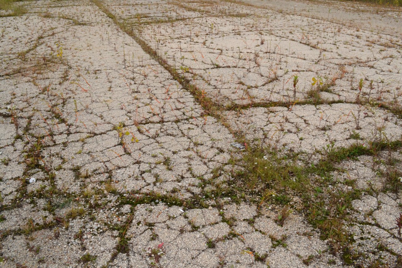 Wild Plants - Bild 8