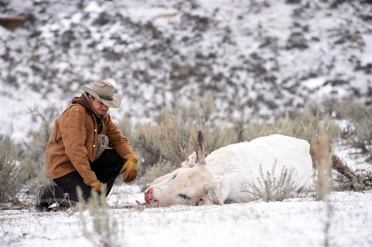 Wind River - Bild 1
