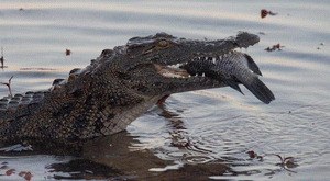 African Adventure - Safari im Okavango - Bild 1
