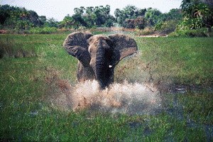 African Adventure - Safari im Okavango - Bild 2