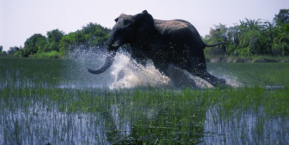 African Safari 3D - Bild 9