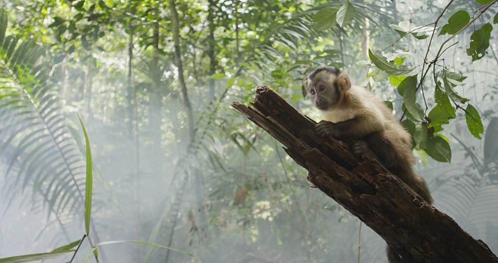 AMAZONIA - Abenteuer im Regenwald - Bild 1