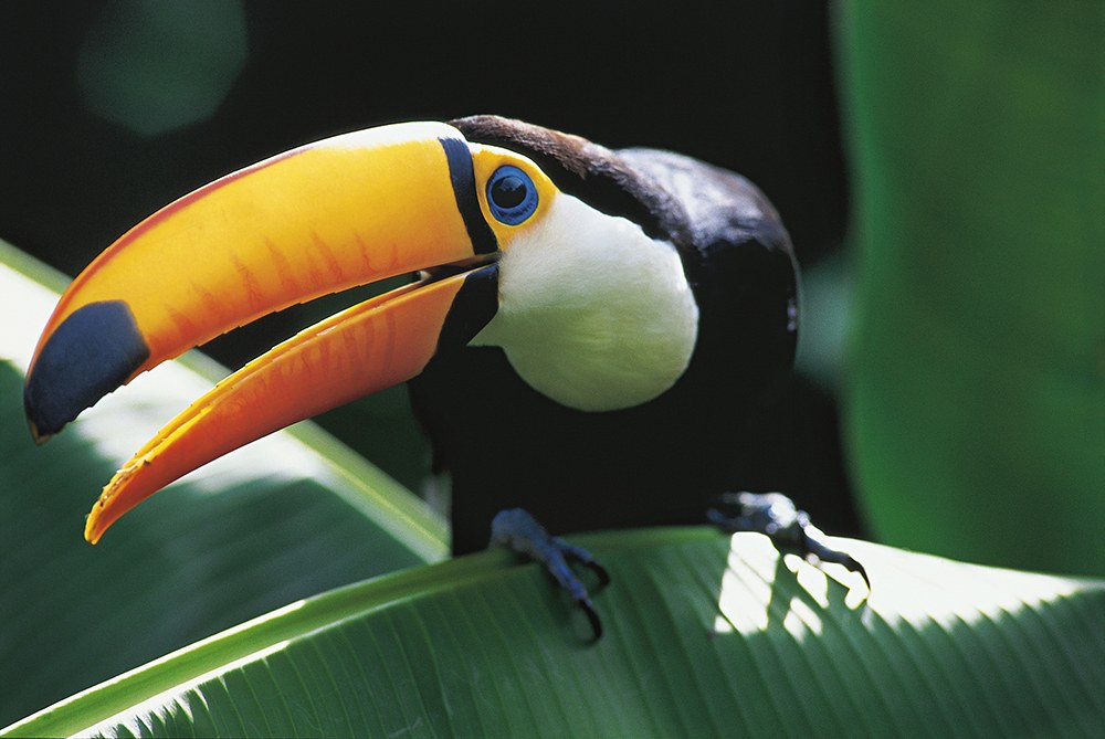 AMAZONIA - Abenteuer im Regenwald - Bild 2