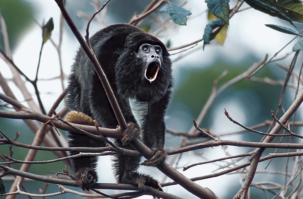 AMAZONIA - Abenteuer im Regenwald - Bild 3