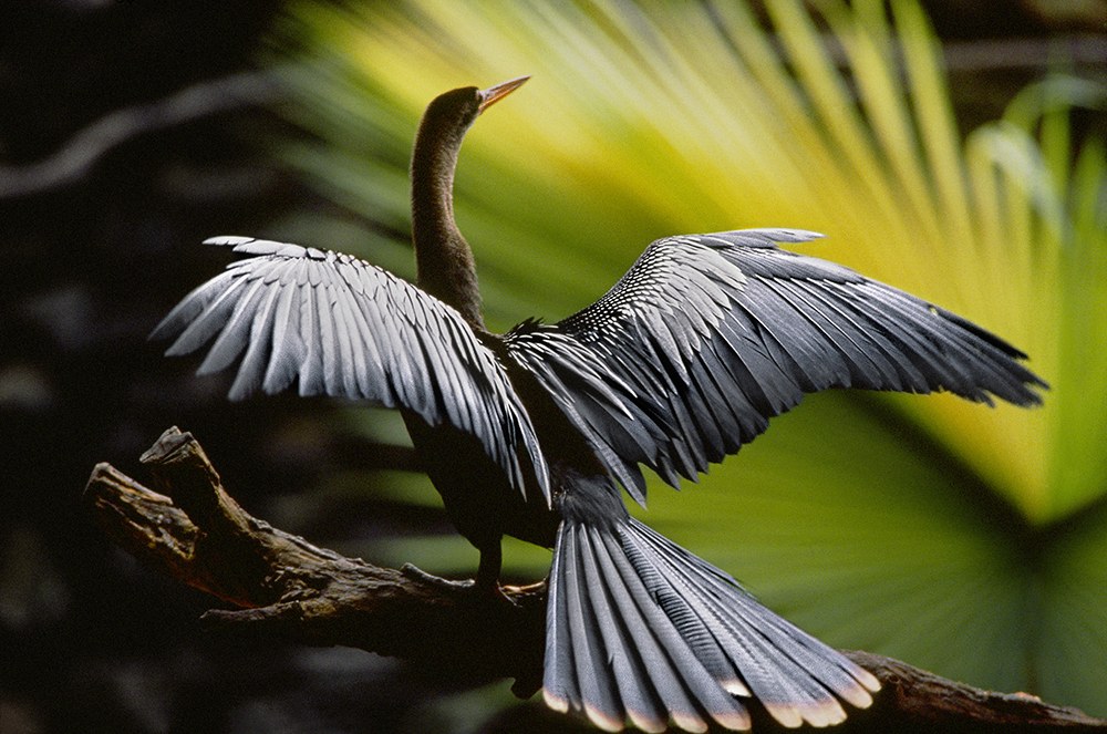 AMAZONIA - Abenteuer im Regenwald - Bild 4