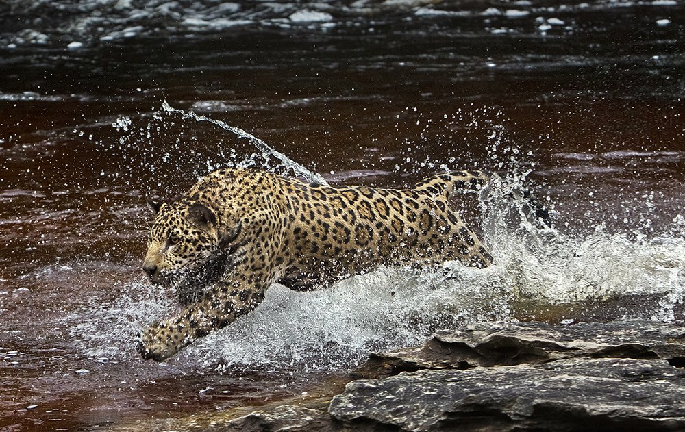 AMAZONIA - Abenteuer im Regenwald - Bild 6