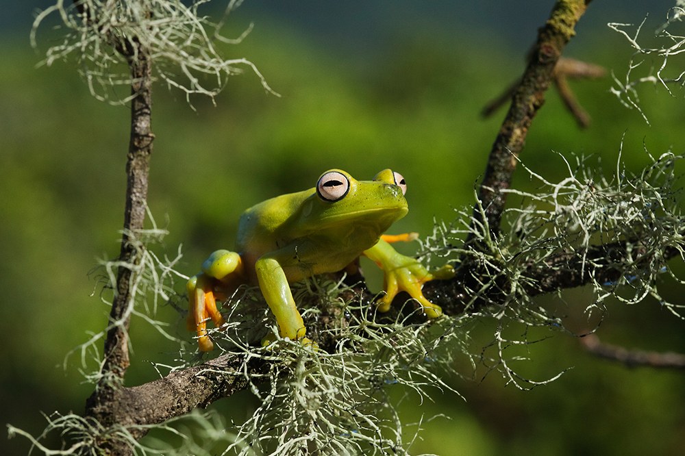 AMAZONIA - Abenteuer im Regenwald - Bild 7