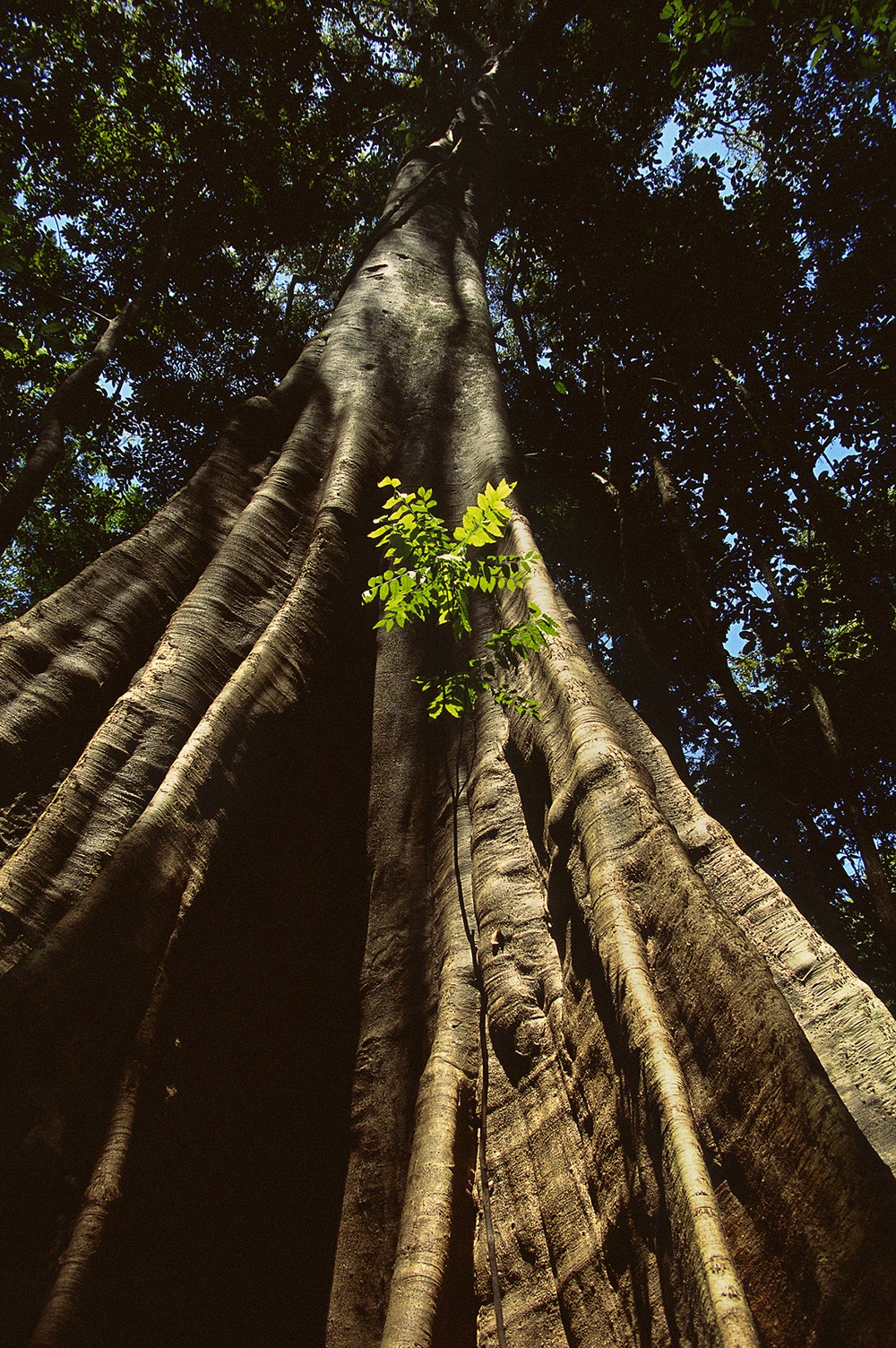 AMAZONIA - Abenteuer im Regenwald - Bild 8