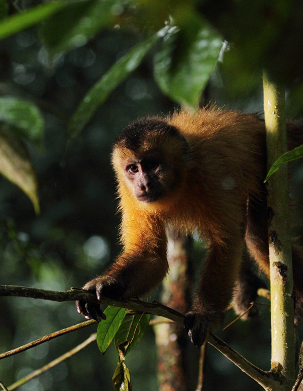 AMAZONIA - Abenteuer im Regenwald - Bild 9