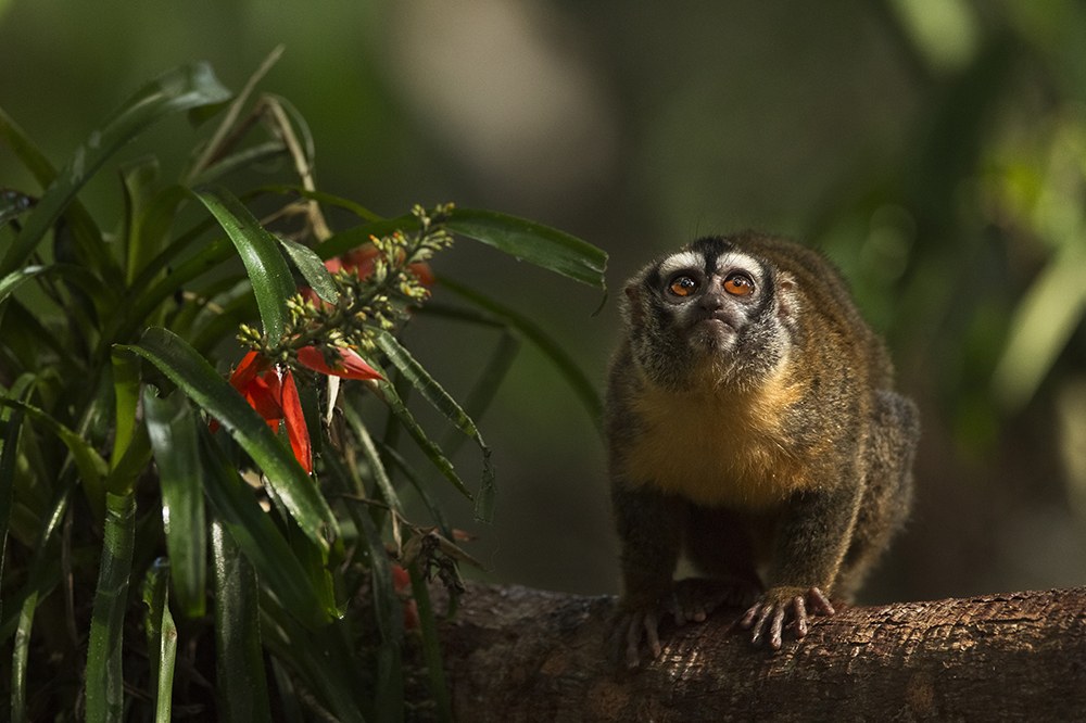 AMAZONIA - Abenteuer im Regenwald - Bild 10