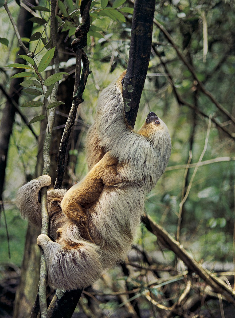 AMAZONIA - Abenteuer im Regenwald - Bild 12