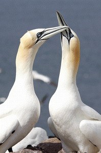 Animals in Love - Bild 2