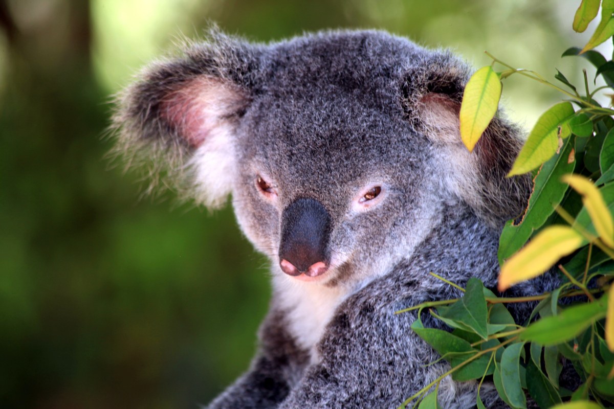 Australien in 100 Tagen - Bild 9