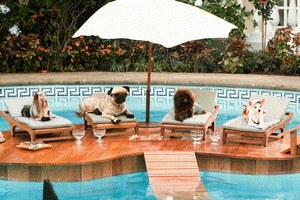 Beverly Hills Chihuahua - Bild 4