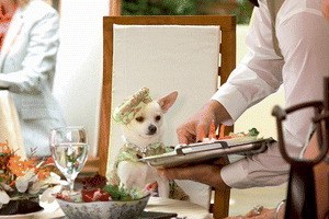 Beverly Hills Chihuahua - Bild 1
