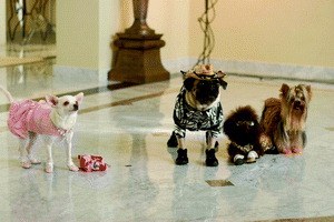 Beverly Hills Chihuahua - Bild 2