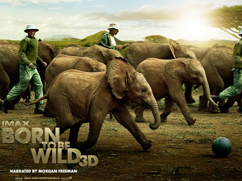 Born to Be Wild 3D - Bild 1