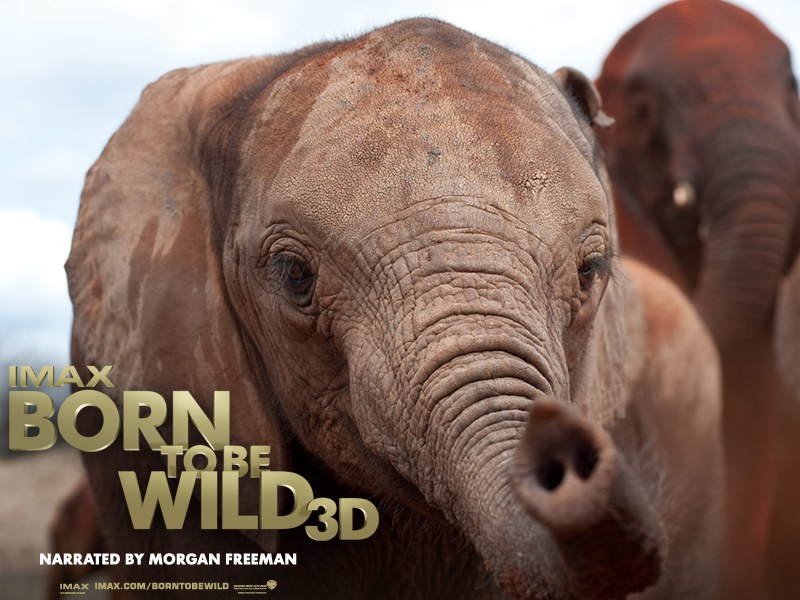 Born to Be Wild 3D - Bild 2