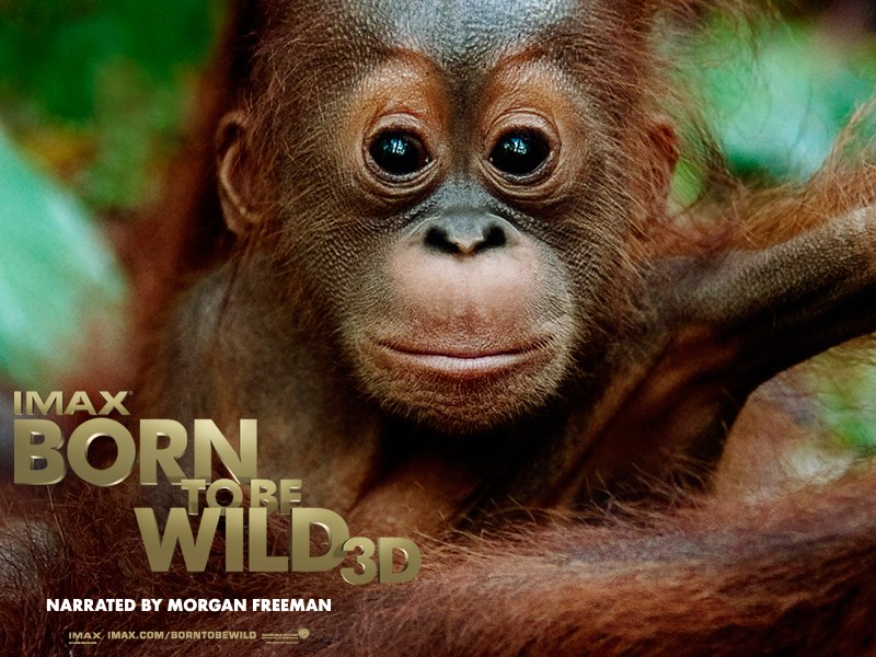 Born to Be Wild 3D - Bild 3