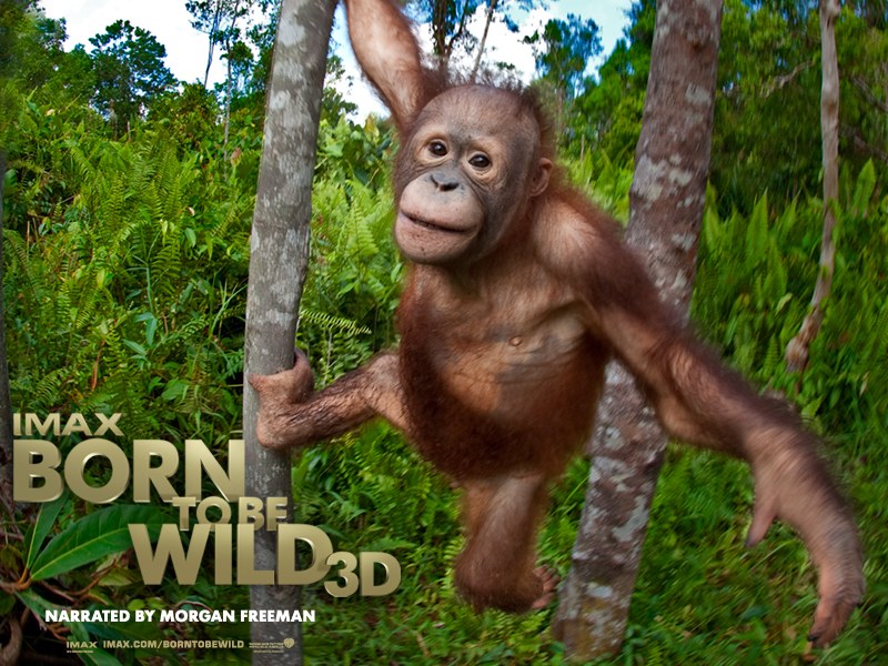 Born to Be Wild 3D - Bild 4