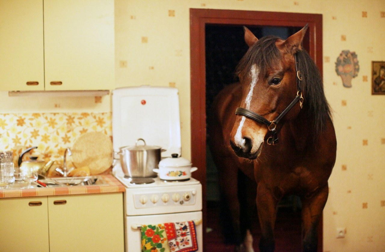 Das Pferd auf dem Balkon - Bild 16