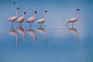 Das Geheimnis der Flamingos - Bild 1