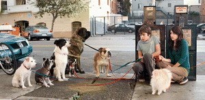 Das Hundehotel - Bild 1