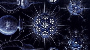 Das kreative Universum - Naturwissenschaft und Spiritualität im Dialog - Bild 2