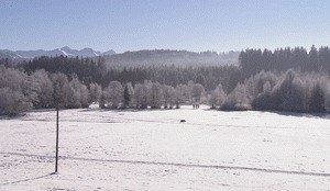 Das Summen der Insekten - Bild 2