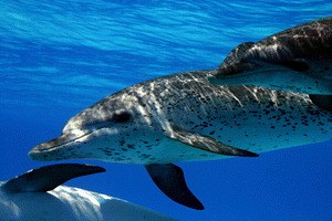 Delfine und Wale 3D - Bild 1
