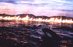 Free Willy 2 - Freiheit in Gefahr - Bild 1