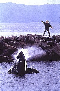 Free Willy - Ruf der Freiheit - Bild 2