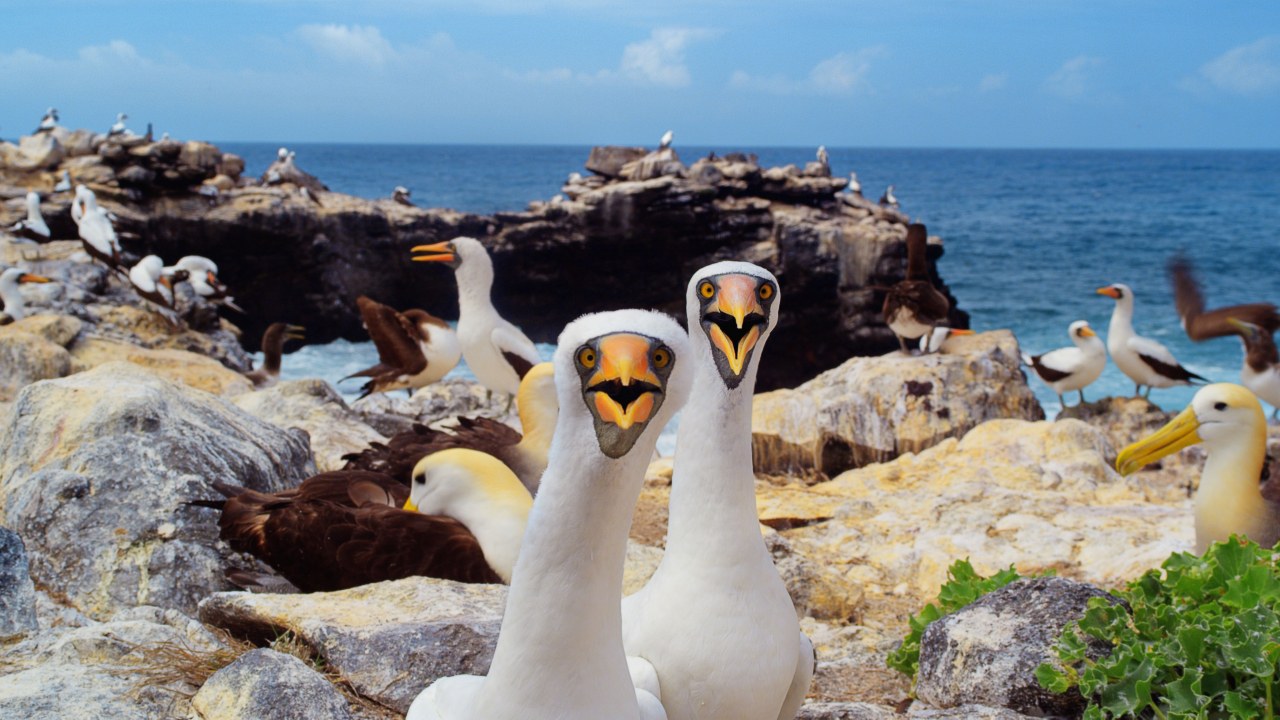 Galapagos 3D : Nature's Wonderland - Bild 1