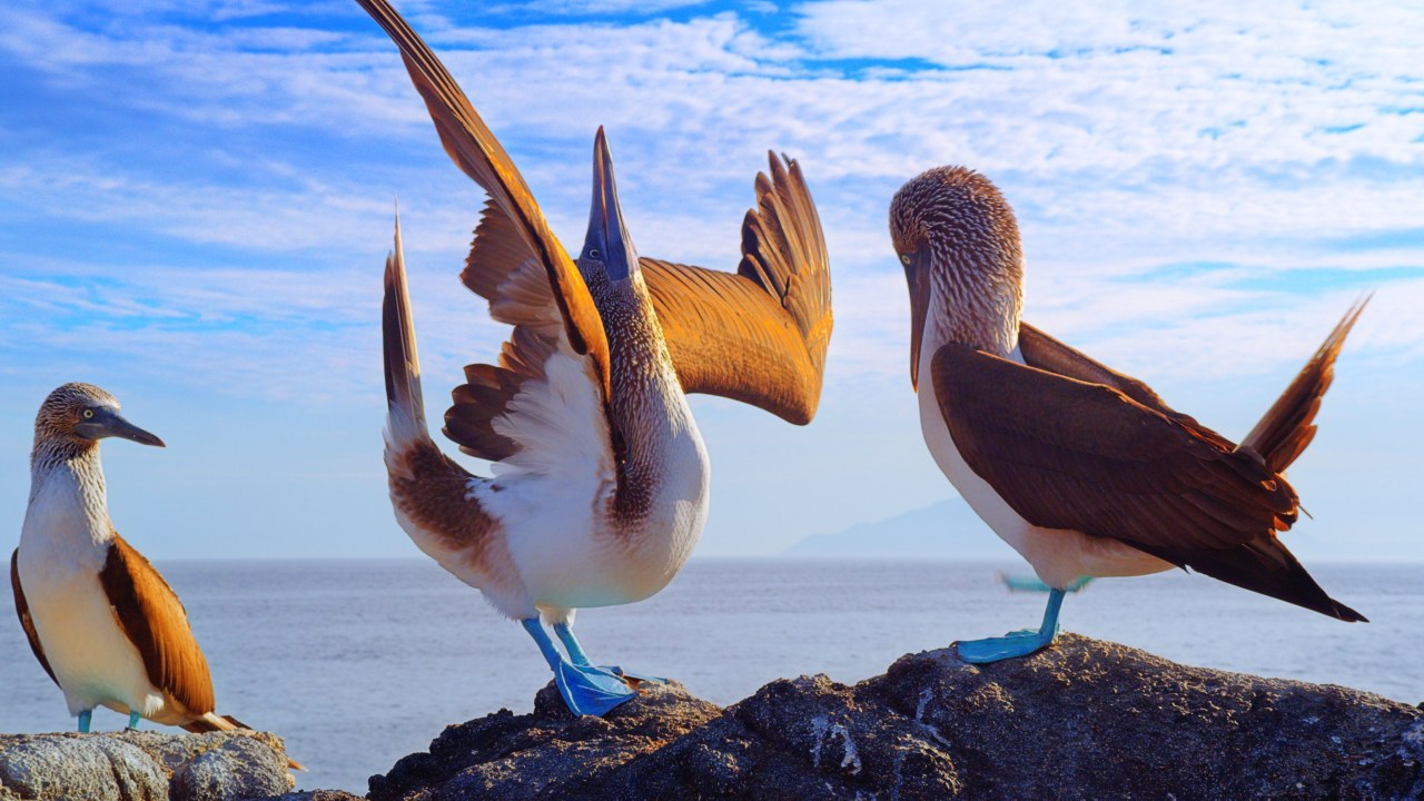 Galapagos 3D : Nature's Wonderland - Bild 2